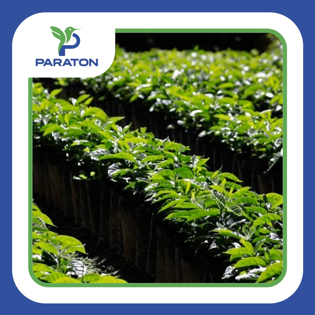 Chapola de cafe variedad CATUAI x millar