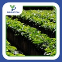Chapola de cafe variedad CATUAI x millar