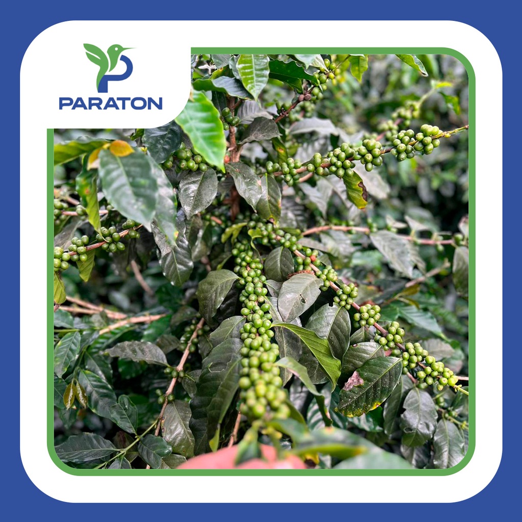 CAFÉ TOSTADO A GRANEL VARIEDAD CATUAI X KILOS 