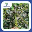 CAFÉ TOSTADO A GRANEL VARIEDAD CATUAI X KILOS 