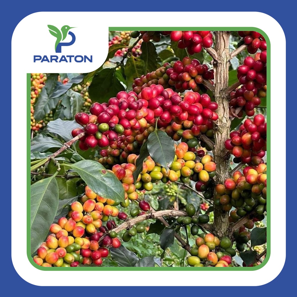 CAFÉ TOSTADO PROCESO HONEY VARIEDAD CATUAI X 250GR 