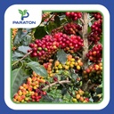 CAFÉ TOSTADO PROCESO HONEY VARIEDAD CATUAI X 250GR 
