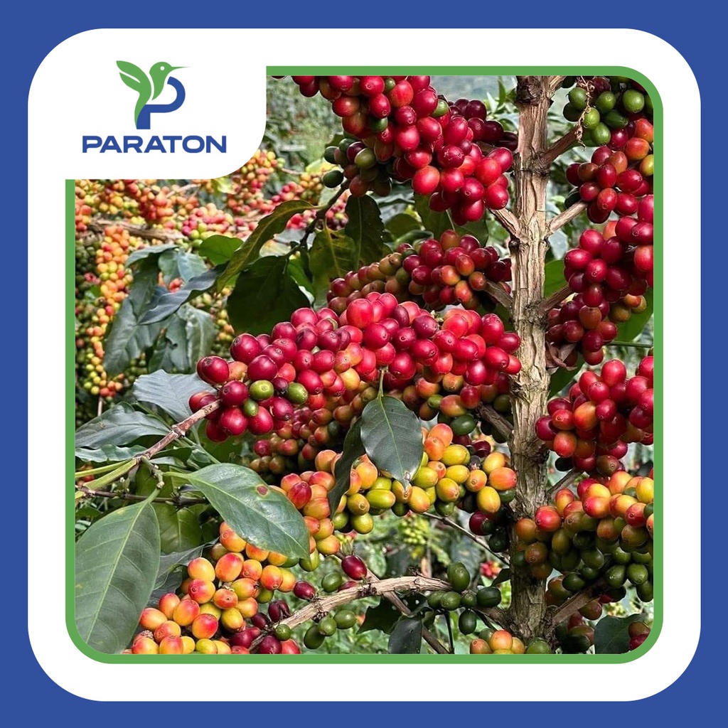 CAFÉ TOSTADO PROCESO NATURAL VARIEDAD CATUAI X 250GR 