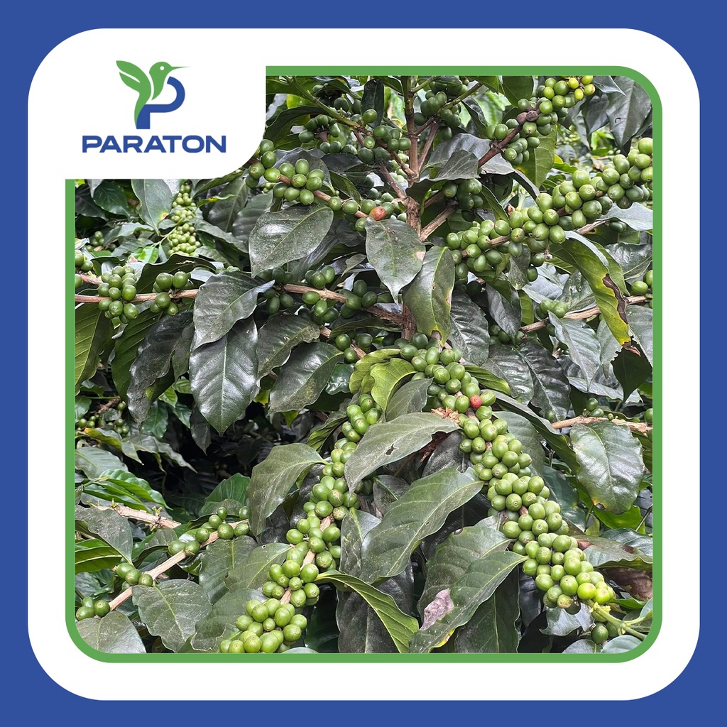 CAFÉ TOSTADO PROCESO NATURAL VARIEDAD CATUAI X 250GR 
