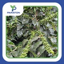 CAFÉ TOSTADO PROCESO NATURAL VARIEDAD CATUAI X 250GR 