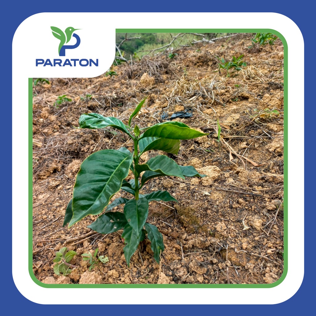 Chapola de cafe variedad CATUAI x millar