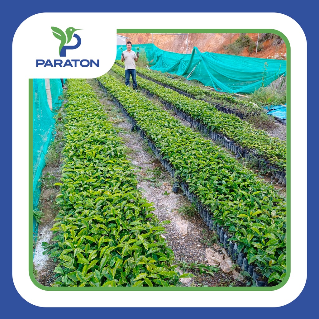 Chapola de cafe variedad CATUAI x millar