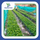 Chapola de cafe variedad CATUAI x millar