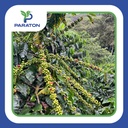 CAFÉ TOSTADO PROCESO LAVADO VARIEDAD CATUAI X 250GR 