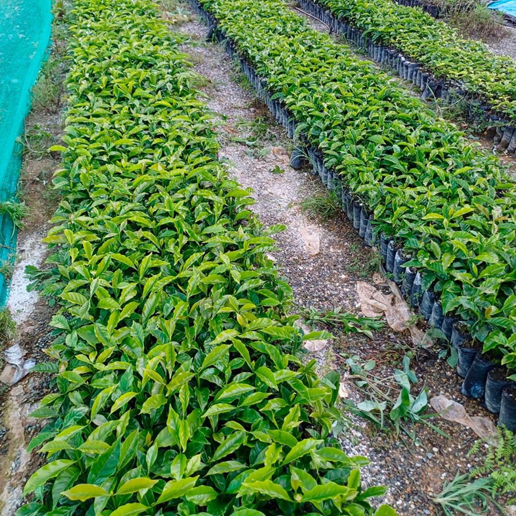 Chapola de cafe variedad CATUAI x millar