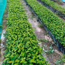 Chapola de cafe variedad CATUAI x millar
